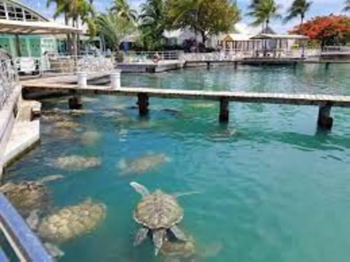 Suite 2, Blue Pavilion - Steps To Beach - Car, Value, Service West Bay 0*,  Isole Cayman